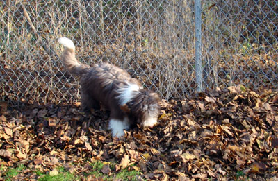 6 month old Rhys playing in the leaves